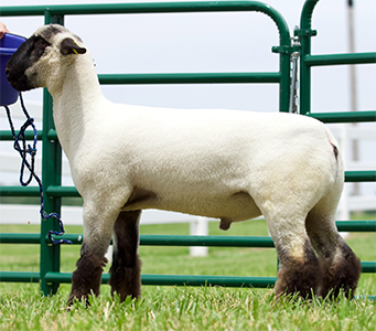 Sheep Spandex Tube - Weaver Livestock